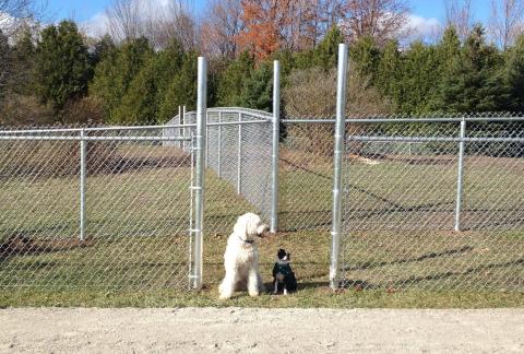 A small and a medium sized dog next to each other in front of a chain-linked fenced park entrance.