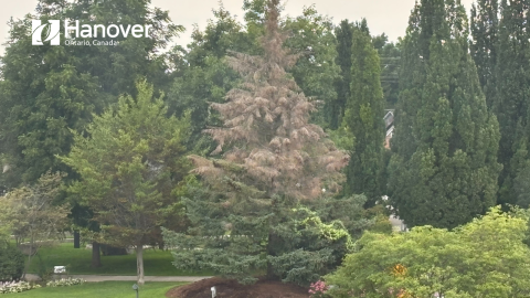 Photo of greenery in Heritage Square, specifically a focus on the Holiday Tree that is unhealthy. Town of Hanover logo in white in the top left corner