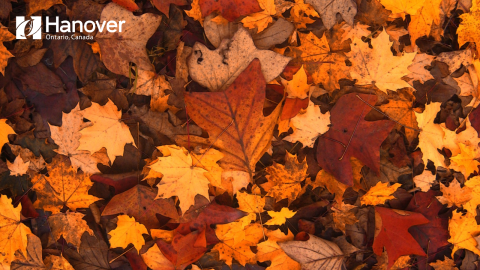 Fall leaves in various colours with Town of Hanover logo in white in top left corner